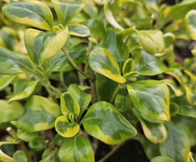Coprosma Var Amarillo, Mediano Plus (M21)
