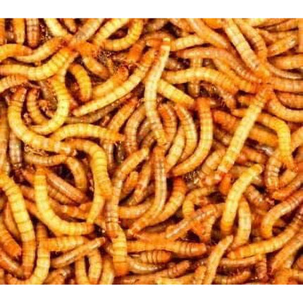 3000 gusanos de la harina vivos Surmen Legacy de 1,9 a 2,5 cm