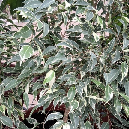 Ficus Var  | Vegago Chile
