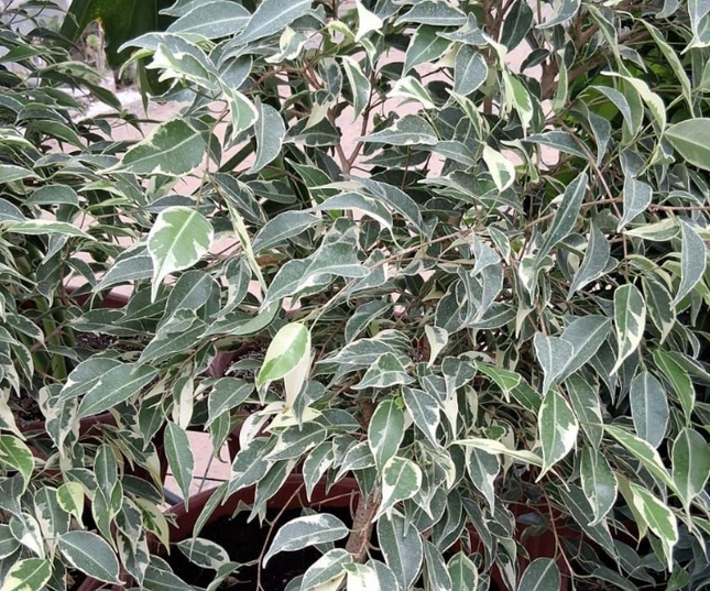 Ficus Var