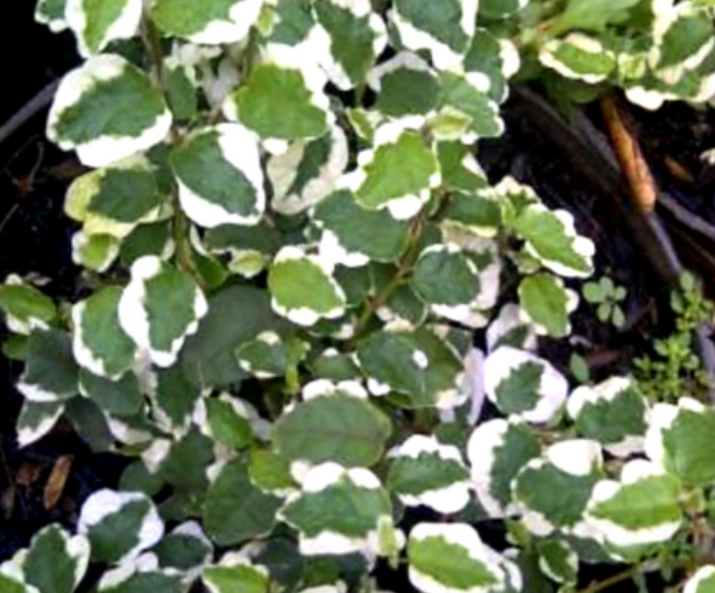 Ficus Trepador (Ficus Repens); Pequeño (M10)