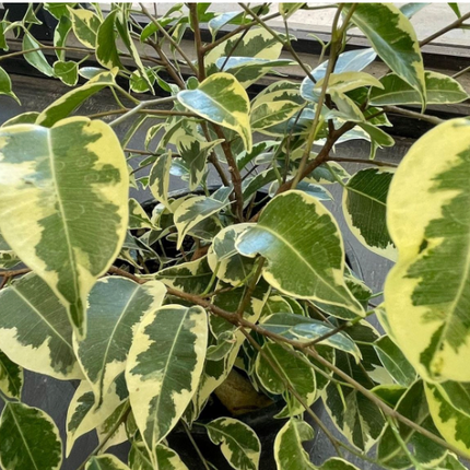 Ficus Var  | Vegago Chile
