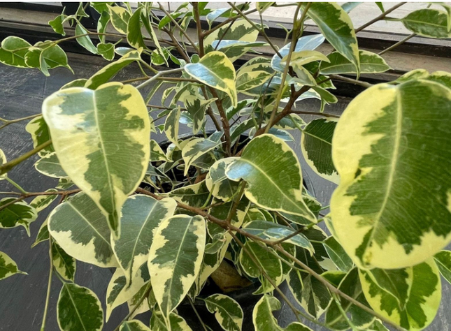Ficus Var