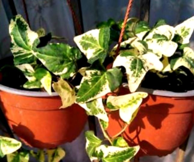 Hiedra Híbrida Colgante ; Mediana Plus (C20)