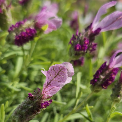 Lavanda Española (Bandera) | Vegago Chile
