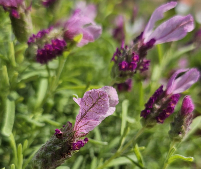 Lavanda Española (Bandera) | Vegago Chile
