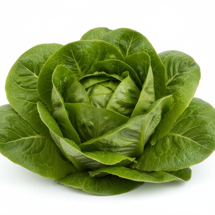 lechuga española fondo blanco estricto