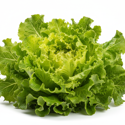 lechuga francesa con fondo blanco