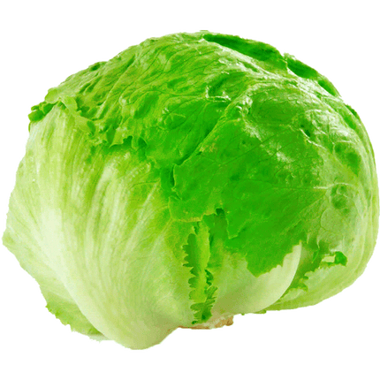 lechuga_escarola