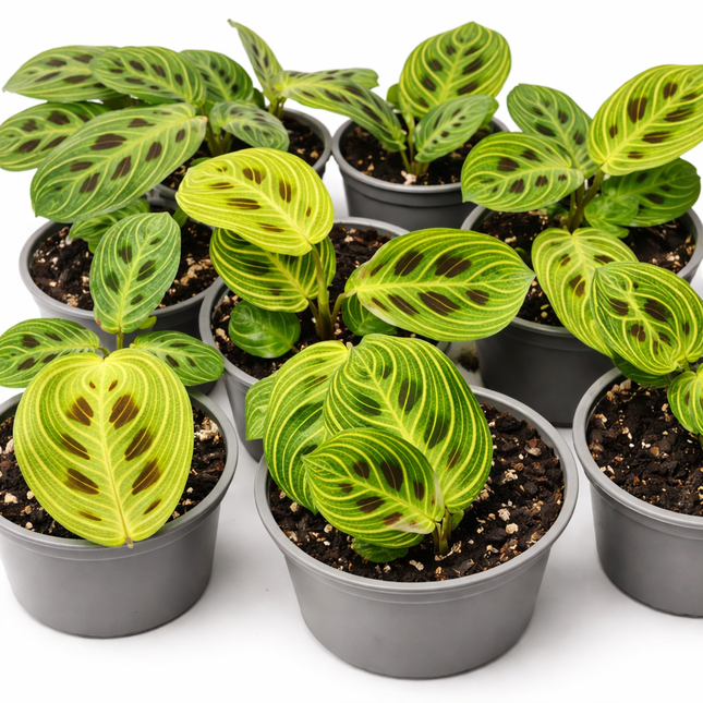 Maranta Pequeña (Maranta Leuconeura Golden); Pequeña (M10) | Vegago Chile