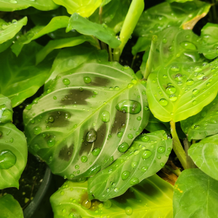 Mararanta Bigotes de gato (Mararanta Cat Moustache) | Vegago Chile