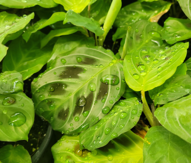 Mararanta Bigotes de gato (Mararanta Cat Moustache) | Vegago Chile