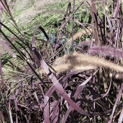 Rabo de gato (Pennisetum rubra) | Vegago Chile
