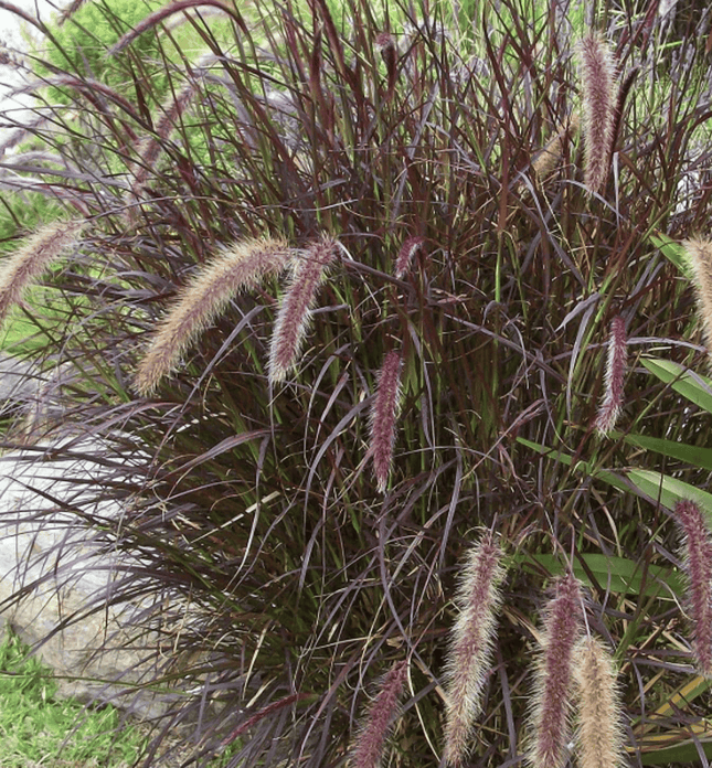 Rabo de gato (Pennisetum rubra) | Vegago Chile