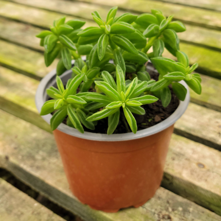 Quesadillita (Peperomia Nivalis)  | Vegago Chile