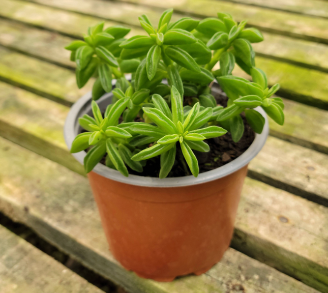 Quesadillita (Peperomia Nivalis)