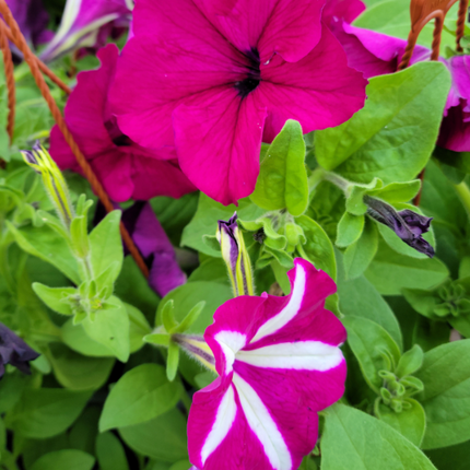 Petunia Mediana Plus (C20)  | Vegago Chile