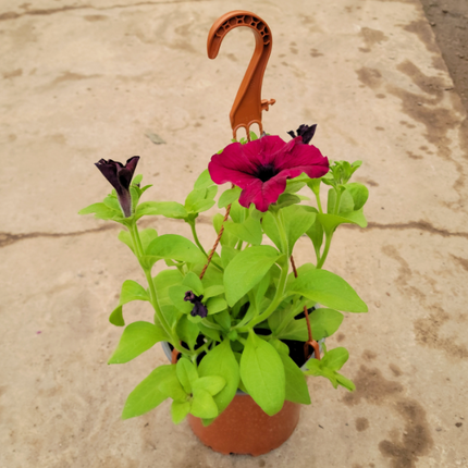 Petunia Mediana Plus (C20)  | Vegago Chile