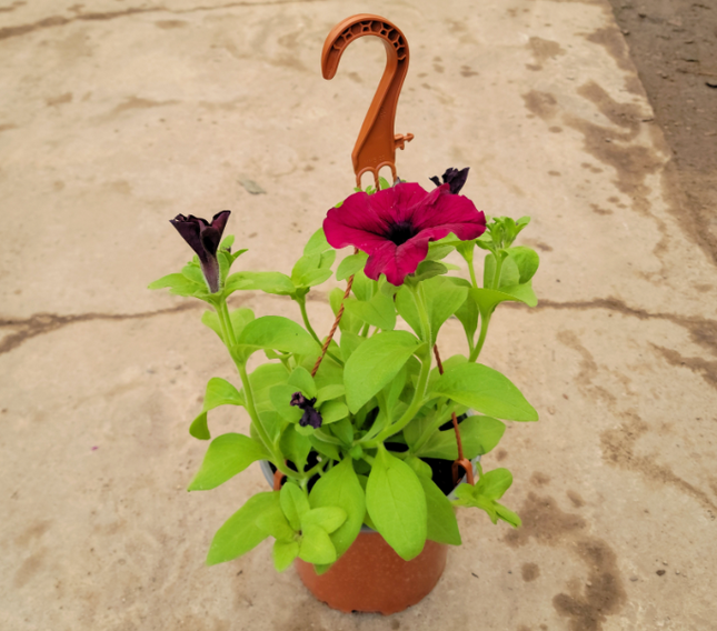 Petunia Mediana Plus (C20)  | Vegago Chile