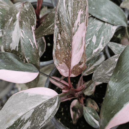 Princes Arosada Marmoleada - Philo Pink Princess Marble | Vegago Chile