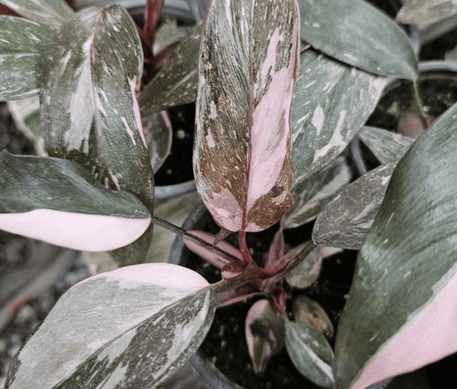 Princes Arosada Marmoleada - Philo Pink Princess Marble | Vegago Chile
