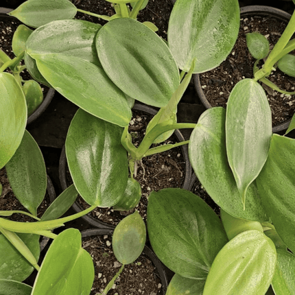 Espada De Plata - Philo Pittieri | Vegago Chile