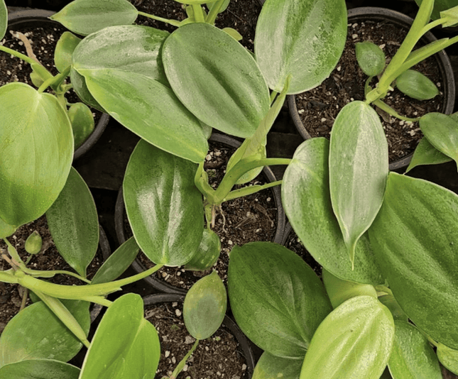 Espada De Plata - Philo Pittieri | Vegago Chile