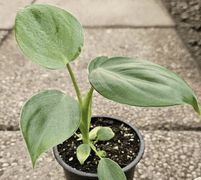 Espada De Plata - Philo Pittieri | Vegago Chile