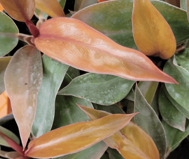 Principe Naranja - Philo Prince Of Orange | Vegago Chile