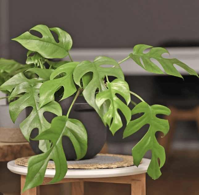 Monstera Deliciosa - Philo Raphidophora | Vegago Chile