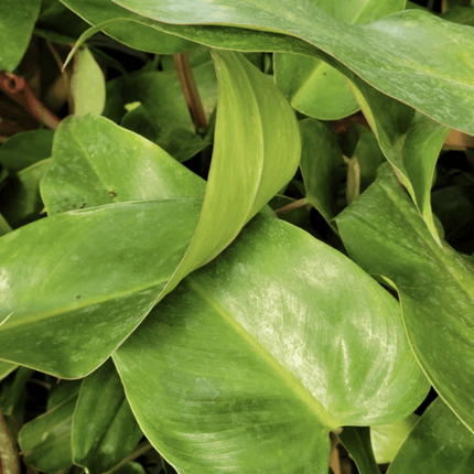Filodendro - Philo Red Emerald | Vegago Chile