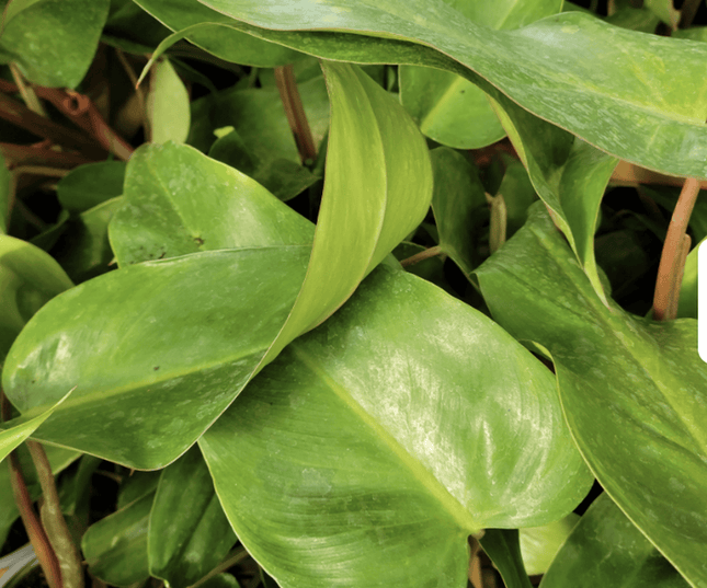 Filodendro - Philo Red Emerald | Vegago Chile