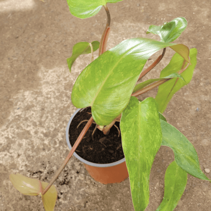 Filodendro - Philo Red Emerald | Vegago Chile