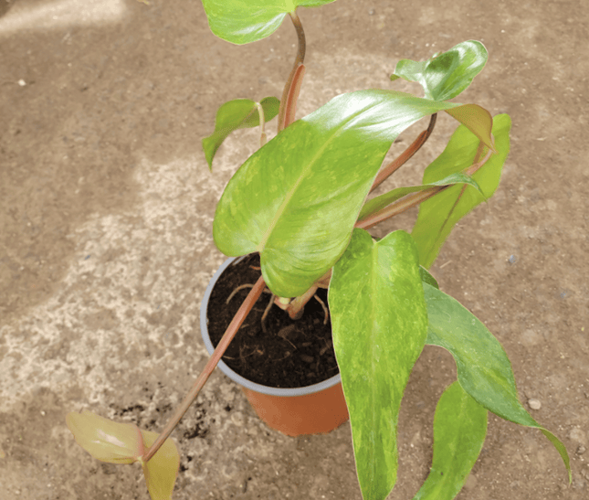 Filodendro - Philo Red Emerald | Vegago Chile