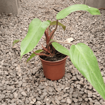 Filodendro - Philo Red Emerald | Vegago Chile