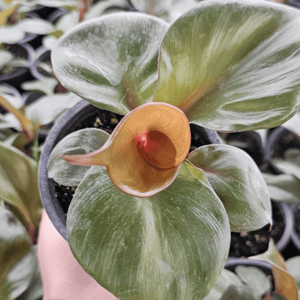 Filodendro - Philo Red Heart | Vegago Chile
