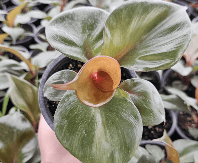 Filodendro - Philo Red Heart | Vegago Chile
