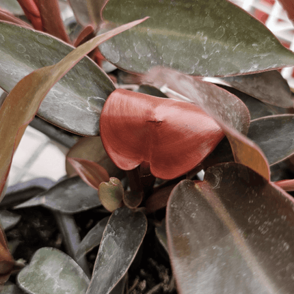 Filodendro - Philo Sun Red | Vegago Chile
