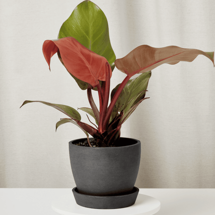 Filodendro - Philo Sun Red | Vegago Chile
