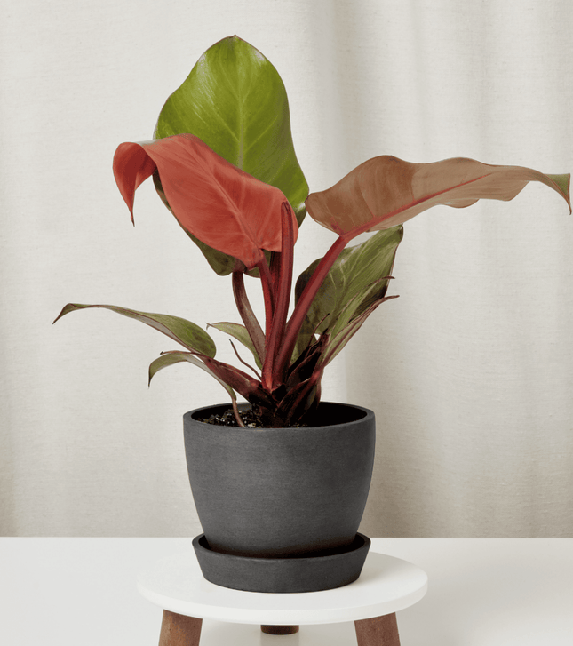 Filodendro - Philo Sun Red | Vegago Chile
