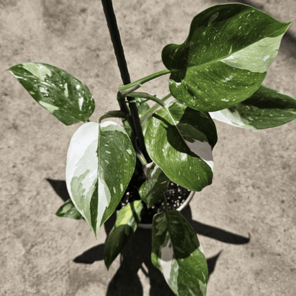 Filodendro - Philo White Princess | Vegago Chile
