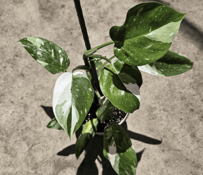 Filodendro - Philo White Princess | Vegago Chile
