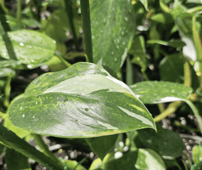 Filodendro - Philo White Princess | Vegago Chile
