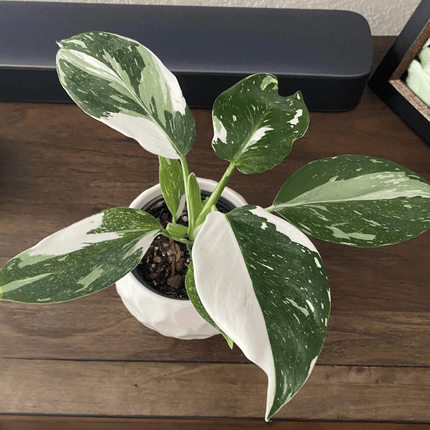 Filodendro - Philo White Wizard | Vegago Chile