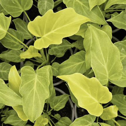 Garra De León Xanadu - Philo Xanadu Golden | Vegago Chile