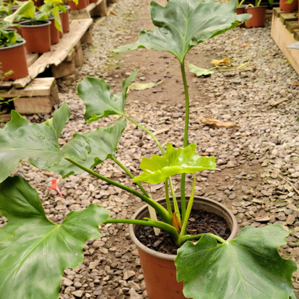 Filodendro Paraguayo (Philo Paraguayo;) Mediano Plus (M17) | Vegago Chile