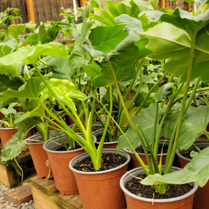 Filodendro Paraguayo (Philo Paraguayo;) Mediano Plus (M17) | Vegago Chile