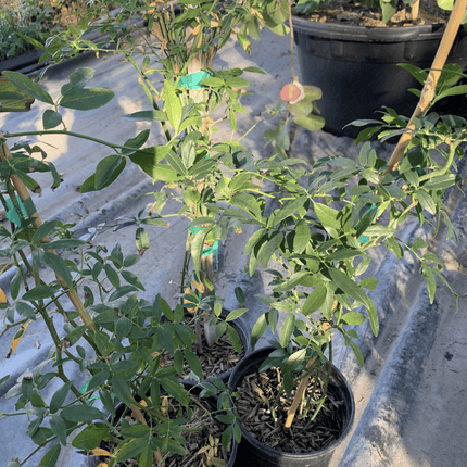 Rosa Bankisae Amarilla | Vegago Chile
