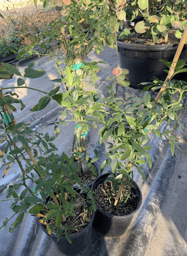 Rosa Bankisae Amarilla | Vegago Chile