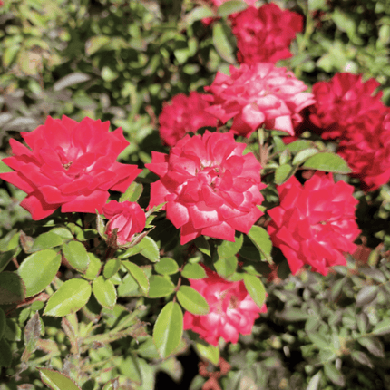 Rosa Mini | Vegago Chile
